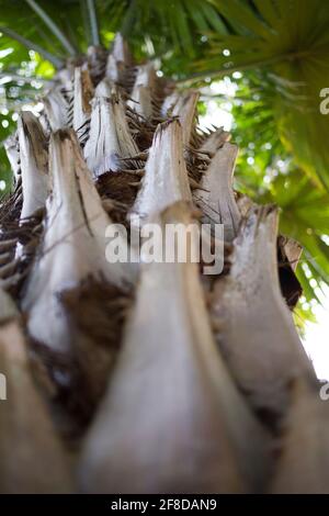 Nahaufnahme der Palmenkadellen Stockfoto