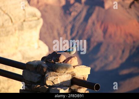 Ein blauer jay sitzt auf einem Geländer des Grand canyon-Nationalpark Stockfoto