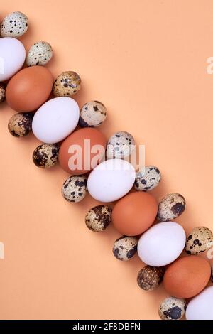 Wachtel und Hühnereier in einer Reihe angeordnet. Stockfoto