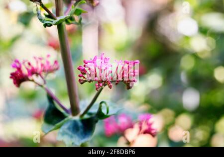 Schöne rote Blüten von roten Baldrian -centranthus ruber oder Sporn baldrian- oder Teufelsbart - Stockfoto