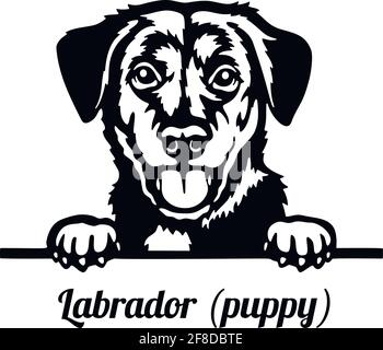 Labrador Welpe Peeking Dog - Kopf isoliert auf weiß Stock Vektor
