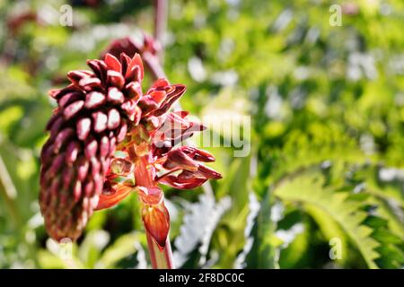 Rote Spitze von melianthus major -riesige Honigblume -Pflanze, klein Tubolare Blüte mit schmalen Trauben Stockfoto