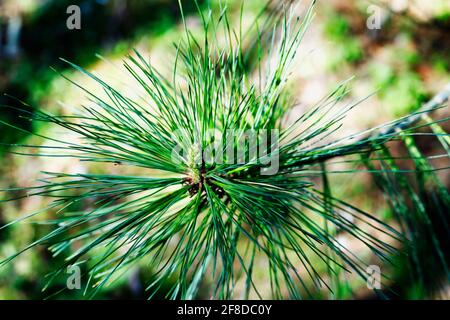 Grüne Nadeln der weißen Kiefer -pinus strobus - auch bekannt als östlichen weißen Kiefer , Nahaufnahme von Pollen-Kegel Stockfoto