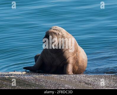 Unreifer Rüde Walrus (Odobenus rosmarus) auf der Rettungsbootrampe Tenby, Pembrokeshire, Wales. Stockfoto