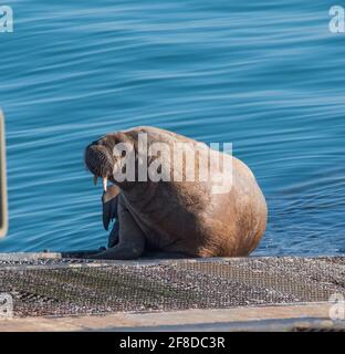 Unreifer Rüde Walrus (Odobenus rosmarus) auf der Rettungsbootrampe Tenby, Pembrokeshire, Wales. Stockfoto