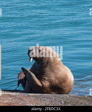 Unreifer Rüde Walrus (Odobenus rosmarus) auf der Rettungsbootrampe Tenby, Pembrokeshire, Wales. Stockfoto