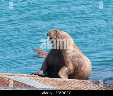 Unreifer Rüde Walrus (Odobenus rosmarus) auf der Rettungsbootrampe Tenby, Pembrokeshire, Wales. Stockfoto