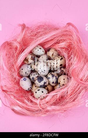 Von oben gesehen Nest mit Wachteleiern. Stockfoto