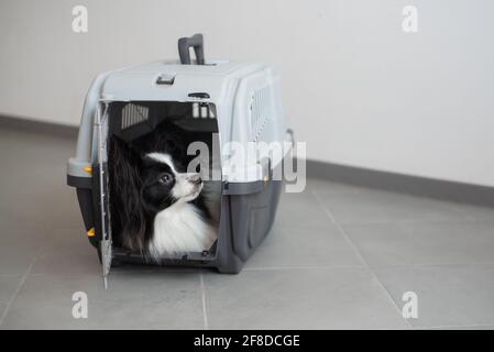 Ein Hund in einer Box für sicheres Reisen. Papillon in einem Tiertransportkäfig Stockfoto