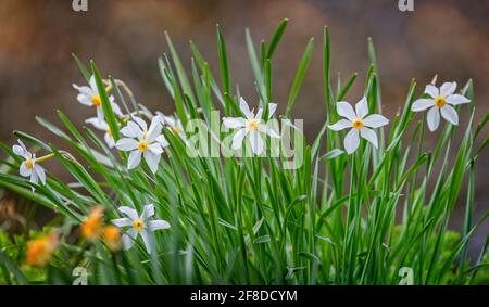 Nahaufnahme einer Gruppe von zartem Weiß und Gelb Narzissen auf Augenhöhe Stockfoto