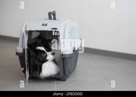 Ein Hund in einer Box für sicheres Reisen. Papillon in einem Tiertransportkäfig Stockfoto