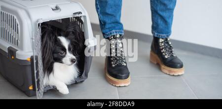 Hund papillon in einem Käfig für den sicheren Transport. Stockfoto