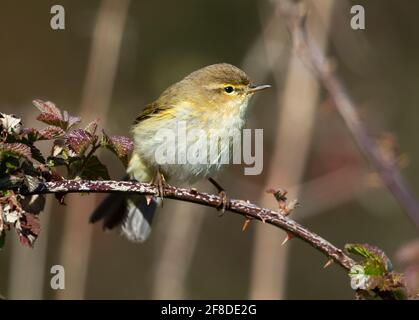 Chiffchaff-Einwanderer im Frühsommer nach Großbritannien Stockfoto