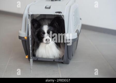 Ein Hund in einer Box für sicheres Reisen. Papillon in einem Tiertransportkäfig Stockfoto