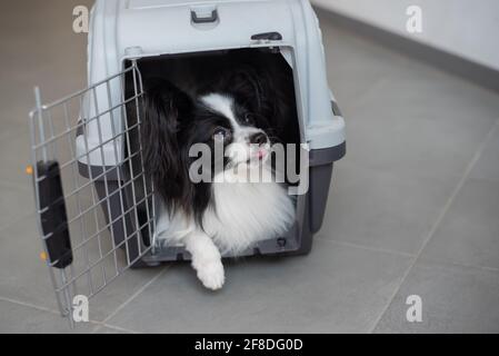 Ein Hund in einer Box für sicheres Reisen. Papillon in einem Tiertransportkäfig Stockfoto