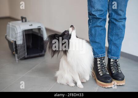 Hund papillon in einem Käfig für den sicheren Transport. Stockfoto