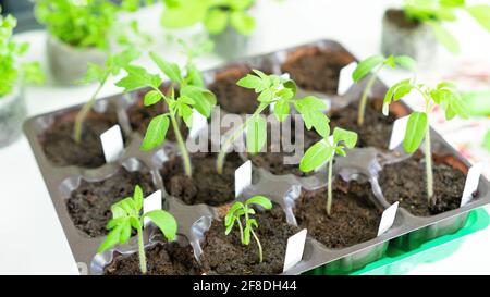 Tomatensämlinge aus der Nähe Draufsicht. Tomatensämlinge in Plastikkassetten wachsen, die mit Torf- oder Kokosnusssubstraten gefüllt sind. Die Verwendung von Etiketten zur Kennzeichnung von Th Stockfoto