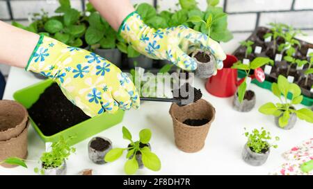 Der Einsatz umweltfreundlicher Technologien und Materialien im Heimgardening. Anzucht von Setzlingen in biologisch abbaubaren Behältern. Verpflanzen Paprika seedlin Stockfoto