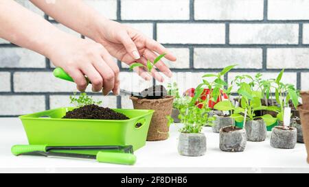 Eine weibliche Hand transplantiert einen Krug aus Paprika aus einem Torfpellet in einen Topf. Home Gartenarbeit Hobby Konzept. Wachsende Pflanzen- und Blumensämlinge Stockfoto