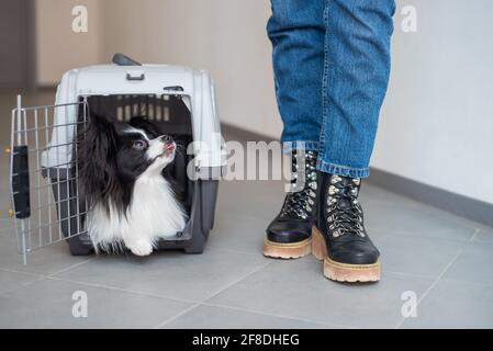 Hund papillon in einem Käfig für den sicheren Transport. Stockfoto