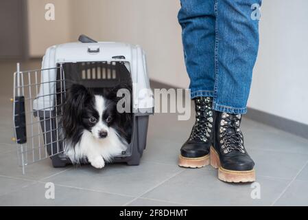 Hund papillon in einem Käfig für den sicheren Transport. Stockfoto