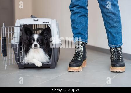 Hund papillon in einem Käfig für den sicheren Transport. Stockfoto