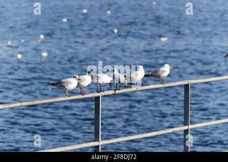 Sechs Möwen sitzen auf einem Geländer am Pier, im Hintergrund sieht man den wunderschönen blauen See mit schwimmenden Wasservögeln, tagsüber, ohne Menschen Stockfoto