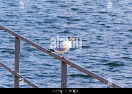 Einsame Möwe sitzt auf einem Geländer am Pier, im Hintergrund sieht man den wunderschönen blauen See, tagsüber, ohne Menschen Stockfoto