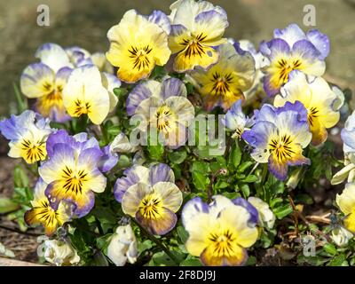 Nahaufnahme von hübschen violetten und gelben Veilchen Stockfoto