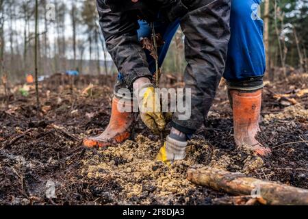 Wiederaufforstung im Arnsberger Wald bei Rüthen-Nettelstädt, Landkreis Soest, Pflanzen Waldarbeiter junge, 2 Jahre alte Eichen in zuvor dril Stockfoto