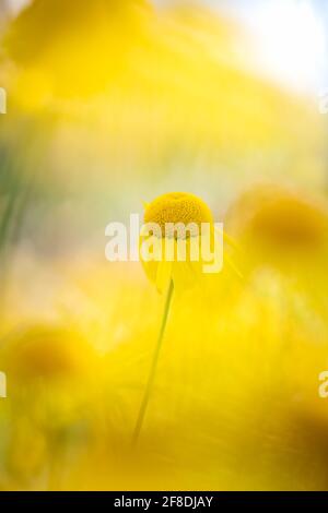 Nahaufnahme einer einzelnen anthemis tinctoria „Kelwayi“ (goldene marguerite oder goldene Kamille) mit verschwommenem Hintergrund goldgelber Blüten. Stockfoto