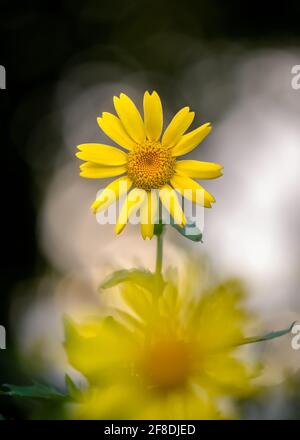 Künstlerische Nahaufnahme der gelben Maisblüte mit verschwommener gelber Blume im Vordergrund, vor einem attraktiven verschwommenen Hintergrund. Stockfoto