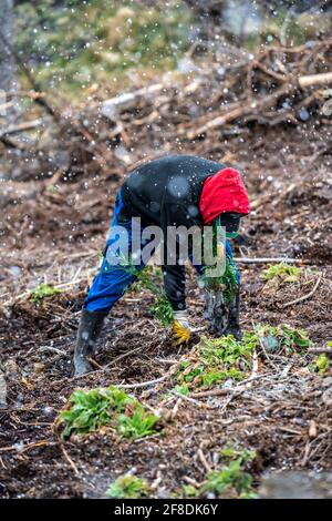 Wiederaufforstung im Arnsberger Wald bei Warstein-Sichtigvor, Bezirk Soest, Pflanzen Waldarbeiter junge Bäume, Mischwald, Jungpflanzen der Stockfoto