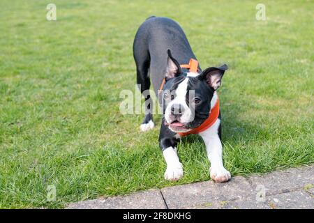 Wunderschöne schwarz-weiße Boston Terrier Welpen auf Gras trägt ein oranges Geschirr. Stockfoto