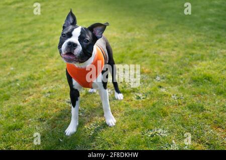 Wunderschöne schwarz-weiße Boston Terrier Welpen auf Gras trägt ein oranges Geschirr. Stockfoto