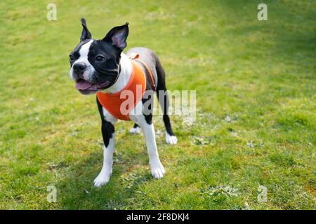 Wunderschöne schwarz-weiße Boston Terrier Welpen auf Gras trägt ein oranges Geschirr. Stockfoto