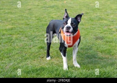 Wunderschöne schwarz-weiße Boston Terrier Welpen auf Gras trägt ein oranges Geschirr. Stockfoto