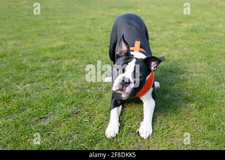 Wunderschöne schwarz-weiße Boston Terrier Welpen auf Gras trägt ein oranges Geschirr. Stockfoto