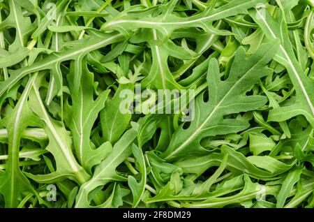 Rohe und frische Rucola, grüne Blätter von oben. Draufsicht auf Rucola-Salat, Eruca vesicaria, Pflanze, verwendet als Blattgemüse, Salatgemüse und Garnierung. Stockfoto