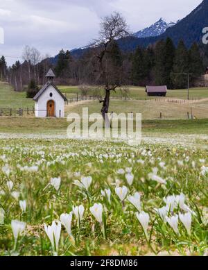 Frühling in den Bergen - Krokusse blühen auf der Wiese mit Holzhütten Stockfoto