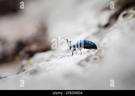 Meloe violaceus Blister Käfer auf dem Boden Stockfoto