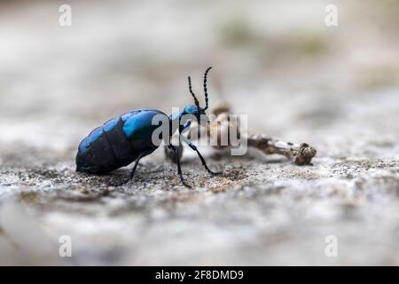 Meloe violaceus Blister Käfer auf dem Boden Stockfoto