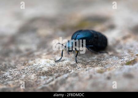 Meloe violaceus Blister Käfer auf dem Boden Stockfoto