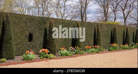 Gepflegte Eibenhecke mit Tulpen im Garten des National Trust Ham House, Richmond upon Thames, London, Großbritannien Stockfoto