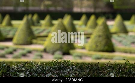 Formeller Cherry Garden im Ham House, Richmond upon Thames, London, Großbritannien, mit Kastenhecken und Lavendel in einem Gitter gepflanzt. Yew Hecke im Vordergrund. Stockfoto