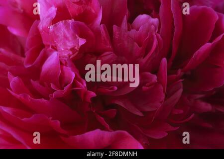 Schöne rosa und rote Pfingstrose Nahaufnahme. Hintergrundbild Stockfoto