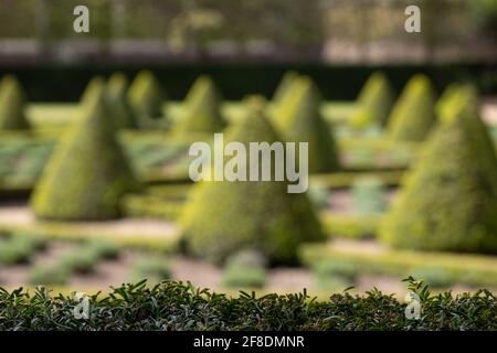 Formeller Cherry Garden im Ham House, Richmond upon Thames, London, Großbritannien, mit Kastenhecken und Lavendel in einem Gitter gepflanzt. Yew Hecke im Vordergrund. Stockfoto