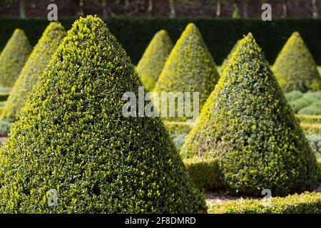 Nahaufnahme des offiziellen Cherry Garden im Ham House, Richmond upon Thames, London, Großbritannien, mit Kastenhecken und Lavendel in einem Gitter gepflanzt. Stockfoto