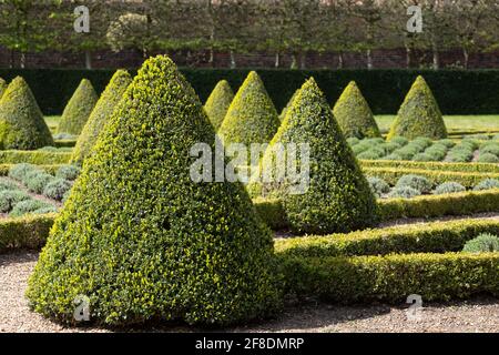 Nahaufnahme des offiziellen Cherry Garden im Ham House, Richmond upon Thames, London, Großbritannien, mit Kastenhecken und Lavendel in einem Gitter gepflanzt. Stockfoto