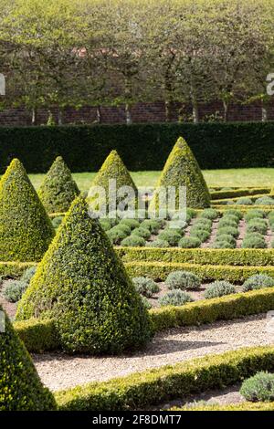 Der offizielle Cherry Garden im Ham House, Richmond upon Thames, London, Großbritannien, mit Kastenhecken und Lavendel in einem Gitter gepflanzt. Stockfoto